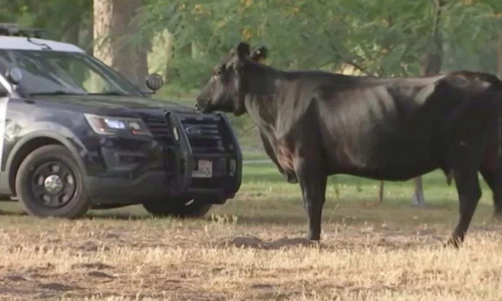 HΠΑ: Βρέθηκε η τελευταία αγελάδα που το έσκασε από σφαγείο - Της δόθηκε χάρη